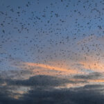 1980年大乐透开奖结果查询与历史数据分析 exxl7kjyn