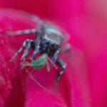 3D开奖上下期同号现象深度解析 mp89q7